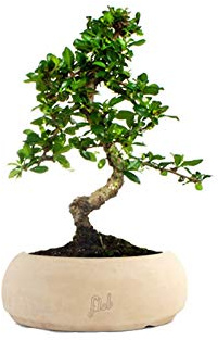 Carmona Bonsai - Pianta del Tè del Fukien - Pianta Vera per Interni ed Esterni - Altezza 35 cm - Vaso artigianale di Terracotta, Bianco