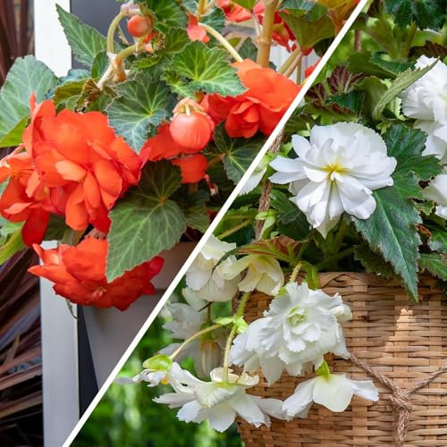 Collection de cascades de bégonias Rouge et blanc, mélange de 5 tubercules de bégonias de Hollande, de vrais grands bégonias (sans graines et non artificiels), vivaces pour pots et balcons.