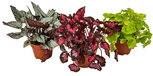 Begonia 'Beleaf' - Bégonia à feuilles - Lot de 3 - Plante d’intérieur - Pot ⌀12 cm - 25-35 cm