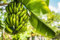 Semillas de plátano, 10 unidades