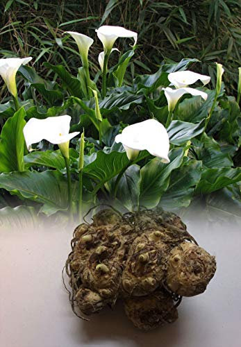 Seeds 1:1-5 Zantedeschia White Calla (Arum) Lily Bulbs Summer Flowering Perennial: Only Seeds