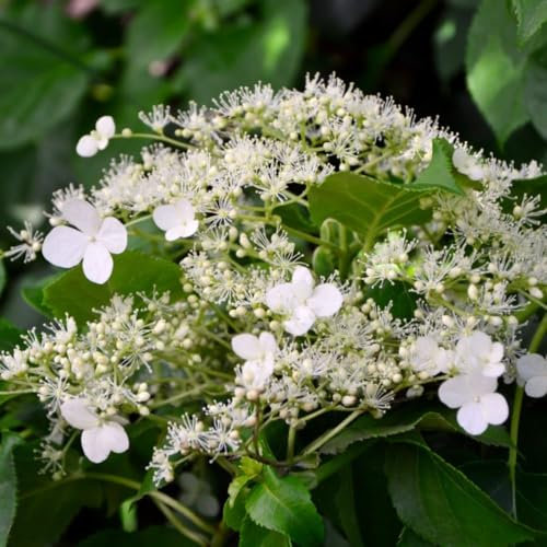 Climbing Hydrangea (Hydrangea petiolaris) - Shade Loving Hardy Vine - White Summer Blooms - RHS Award of Garden Merit – 1x 5 Litre Potted Plant by Thompson & Morgan