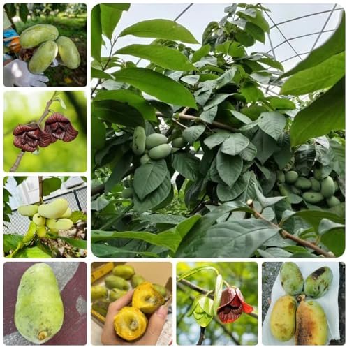 Semillas de plátano indio, semillas de para jardin de papaya, Asimina triloba, exóticas de balcón resistentes huerta verdes 3pcs