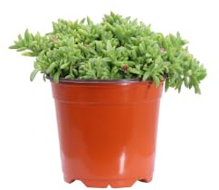 Pianta di Delosperma Obtusum pianta da esterno pianta da fiore pianta ornamentale di Delosperma pianta succulenta pianta vera di Delosperma Obtusum venduta da eGarden.store (Fucsia)