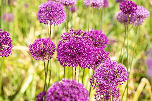 Allium aflatunense 'Purple Sensation' ca. 11x11 cm Topf - Zierlauch, violette Blüten, Blütezeit Mai-Juni, ideal für Rabatten, bienenfreundlich, pflegeleicht