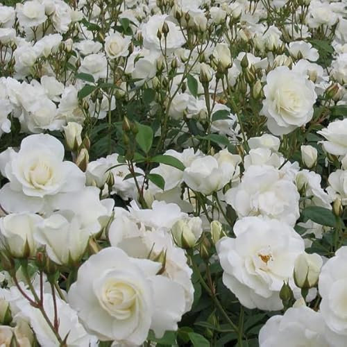 2x Rosier 'Bouquet blanc' – Rosa 'Bouquet blanc' pot | Rosiers, grandes fleurs blanches parfumées, idéal jardin & haie fleurie
