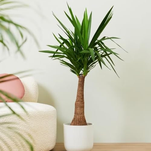 1 PIANTA DI YUCCA VASO 12CM PIANTA DA APPARTAMENTO