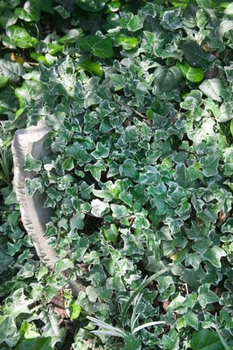 Hedera helix 'Glacier' 60–80 cm – Winterhart, Immergrün, Pflegeleicht – Efeu – Kletterpflanze für Wand & Rankhilfe