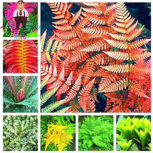 Portal Cool 100 Stücke Garten Farn Samen Seltene Creeper Reben Grassamen Mix Regenbogen Laub Pflanze