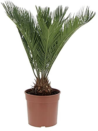 KENTIS - Cycas Revoluta - Palma Nana - Piante Vere da Esterno Resistenti - Pianta da Giardino Balcone - H 40/50 cm Vaso Ø 18 cm