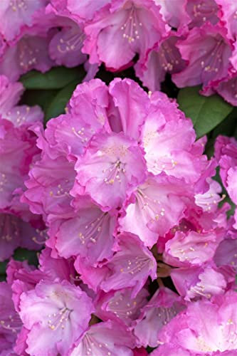 Rhododendron yak. 'Polaris' 25-30 cm - Rhododendron, rosa Blüten, Blütezeit April-Mai, ideal für Halbschatten, winterhart und pflegeleicht