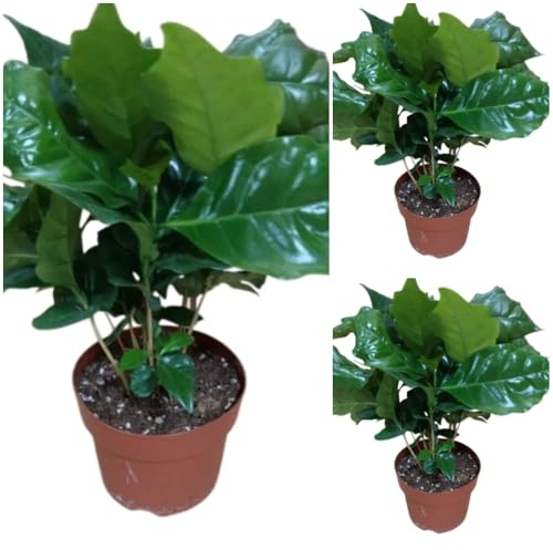 Pack de 3 Plantas Café natural. Coffea Arabica, 15-20 cm. Plantas de interior con hojas brillates y muy decorativa. Fácil cultivo. Segura Garden.