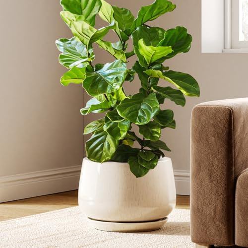 LE TAUCI, vasi da 12 pollici per piante, fioriera in ceramica con foro di drenaggio e piattino, ceramica a pareti spesse, vasi per piante da interno, ideali per soggiorno e ingresso, smalto reattivo