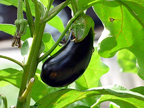 Graines d'Aubergine violette longue de Barbentane - Sachet de 2 grammes - Graines de style