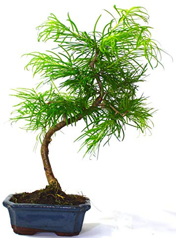 Psuedolarix (Golden Larch) Bonsai Tree Informal Upright - Supplied in a Ceramic Pot No Care Set