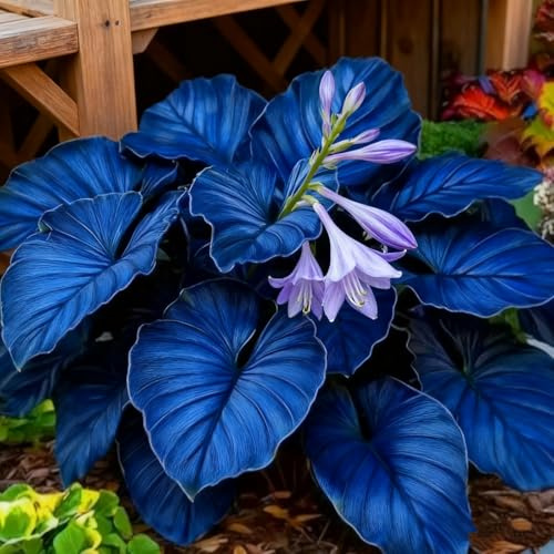Bulbos de hosta/Hosta/Hosta Rizoma-Perenne/Resistente/Fragante y de fácil cuidado-E-4 Rizoma