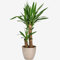 Yucca Plant – Two-Stem 85cm Indoor Houseplant for Home & Office – Low Maintenance, Air-Purifying Greenery for Living Spaces