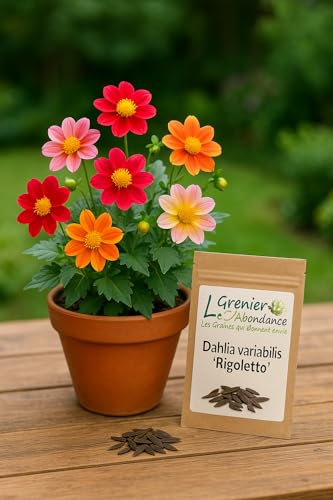 25 graines à semer - Le Grenier d'Abondance - Dahlia à fleurs simples Rigoletto - Dahlia variabilis Rigoletto