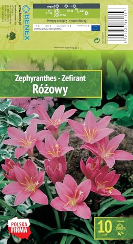 AGRONOM | ZEPHYRANTHES - ZEFYRANTAI | Bulbos de flores perennes | Flores rosas | Cultivadas en jardines de flores, macetas y céspedes floridos | 10 bulbos