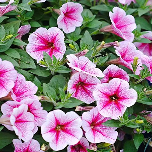 semillas de petunia, Cubresuelos resistentes variedades orgánicas tradicionales de interior exóticas balcón trepadoras raras balcón 1000pcs