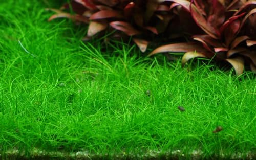 AquaOne Planta de acuario in vitro Eleocharis pusilla 'Mini', planta acuática. 1-2-Crece! Planta de acuario en vaso. Plantas de laboratorio para acuarios. Decoración para aquascaping