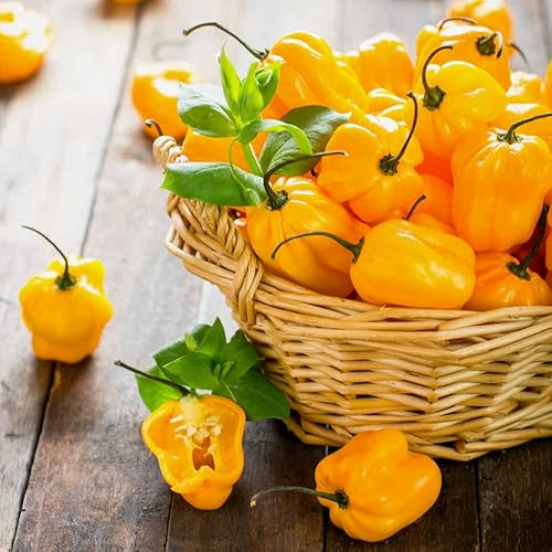 Semi di Peperoncino Habanero Giallo dei Caraibi, 200 Pezzi, Piccantezza Medio Alta habanero yellow chili pepper caribean seeds