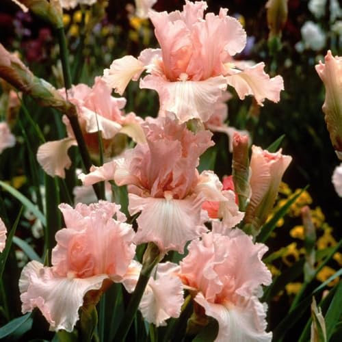 1 x Iris Germanica Pink – Soft, Pastel & Delightful Pink Flowers – Summer Flowering Bulb – Creates a Romantic Display – Perennial – for Your Beautiful Garden