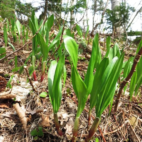 semillas de ajo silvestre para camas elevadas, jardín de para balcón ajo silvestre resistentes, tradicionales invierno, 200pcs