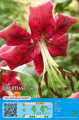Lilienzwiebeln : Lilien Lilium Lilie  Miss Feya  1 Blumenzwiebeln
