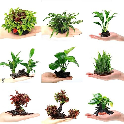 50 Stücke Aquarium Pflanzen Samen - Wasserpflanzen - Seed Best Of Gärtnern （Macrophytes) Teichpflanzen Winterhart, Gartenarbeit Nachhaltiges Geschenk Exotische Pflanzen, Zimmerbonsai