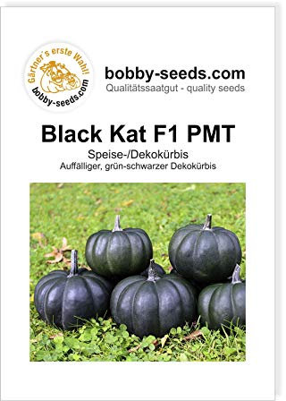 Black Kat F1 PMT Kürbissamen von Bobby-Seeds Portion