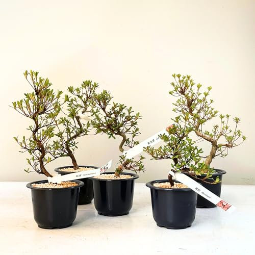 Satsuki Azalee Bonsai – 1x Japanischer Outdoor Bonsai Baum – Perfekter Anfänger- Winterhart – 12 cm Topf – Pflegeleichter Blütenbonsai – Blüht in Wunderschönen Farben (Beniko)