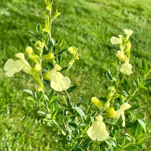 semi di salvia, giardino rampicanti, varietà biologiche tradizionali, da giardino roccioso Aiule rialzate 150pcs