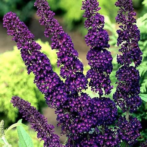 3 x Arbre aux papillons 'Black Knight' - Buddleja 30-40 cm en conteneur - Grandes panicules bleues, d'un bleu violacé envoûtant