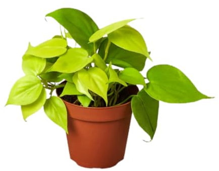 Potho Amarillo Planta Natural de Belleza Colgante