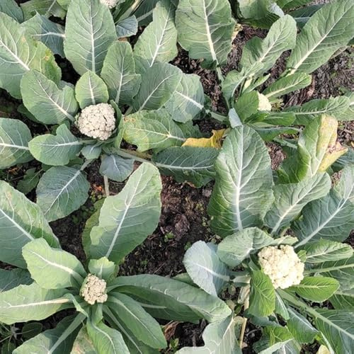 semi cavolfiore all'aria aperta del colifiore di giardino semi 100pcs