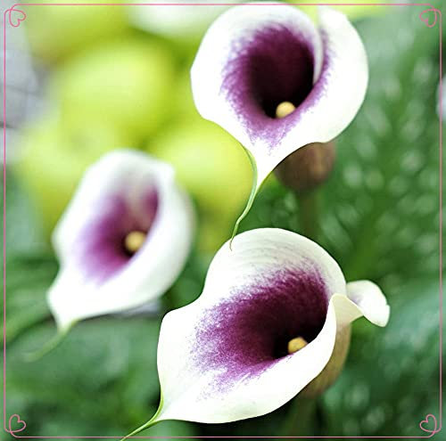 Bulbi di giglio di calla resistenti/fiori estivi/piantine estive/splendide decorazioni da giardino-15Bulbi,Fiore magico