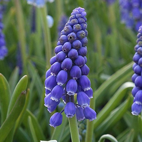 Muscari armeniacum Grape Hyacinth 6/7 Blue Spring Flower Perennial Garden Bulbs (10)
