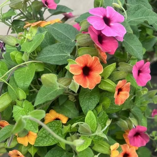 semi di susanne dagli occhi neri, balcone regali amanti del giardino semi balcone esterno 300pcs