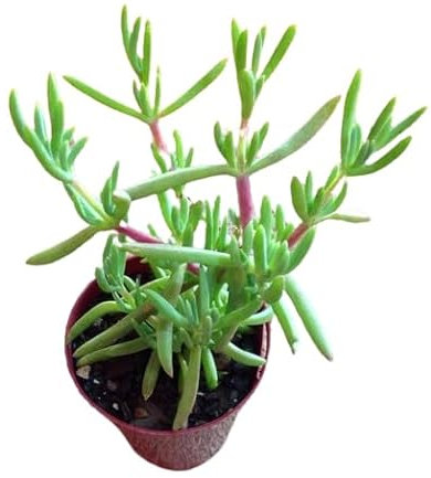 Mesem Planta Rastrera Natural - Suculenta Resistente y Ornamental