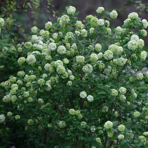 Semillas de hortensia bola de nieve, invernaderos balcón jardín arbustos raras decoración Decoración jardín para exteriores 30pcs