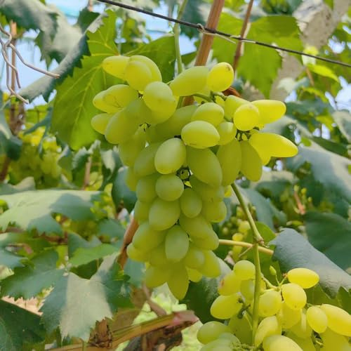 uva uvas - jardín semillas orgánicas semillas de resistentes decoración de oficina silvestres 300pcs