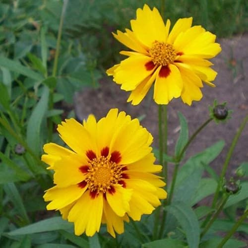 6 x Oeil de jeune fille Grandiflora - Coreopsis Grandiflora - Godet 9x9cm - Jaune doré, longue floraison