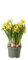 Bulbo de Narcissus Amarillo Planta Natural Bulbo Flores Amarillas