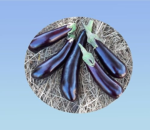 Planète graines - lot de 1.5g de graines d' Aubergine Violette Longue soit environ 400 Graines