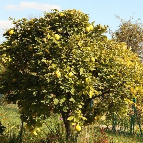 I semi membrillo (Cydonia Oblonga) 15 semi