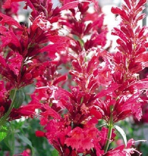 50+ Red Heather Queen Agastache/Long -Lasting Perennial Flower Seeds:Seeds only