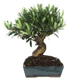Bonsai olivo 9 años - Olea europea - Bonsai natural - Planta viva