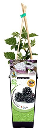 ZARZAMORA Natural Una Planta Ornamental y Nutritiva para Embellecer tu Hogar