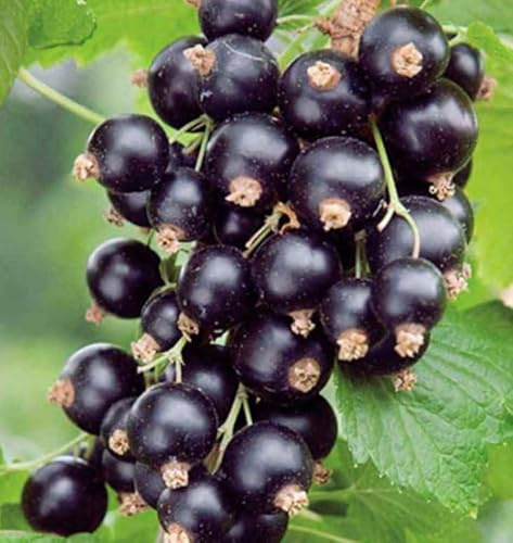 6-8 Tall Ben Lomond Black Currant 1 Rooted Plant 1 Year Old